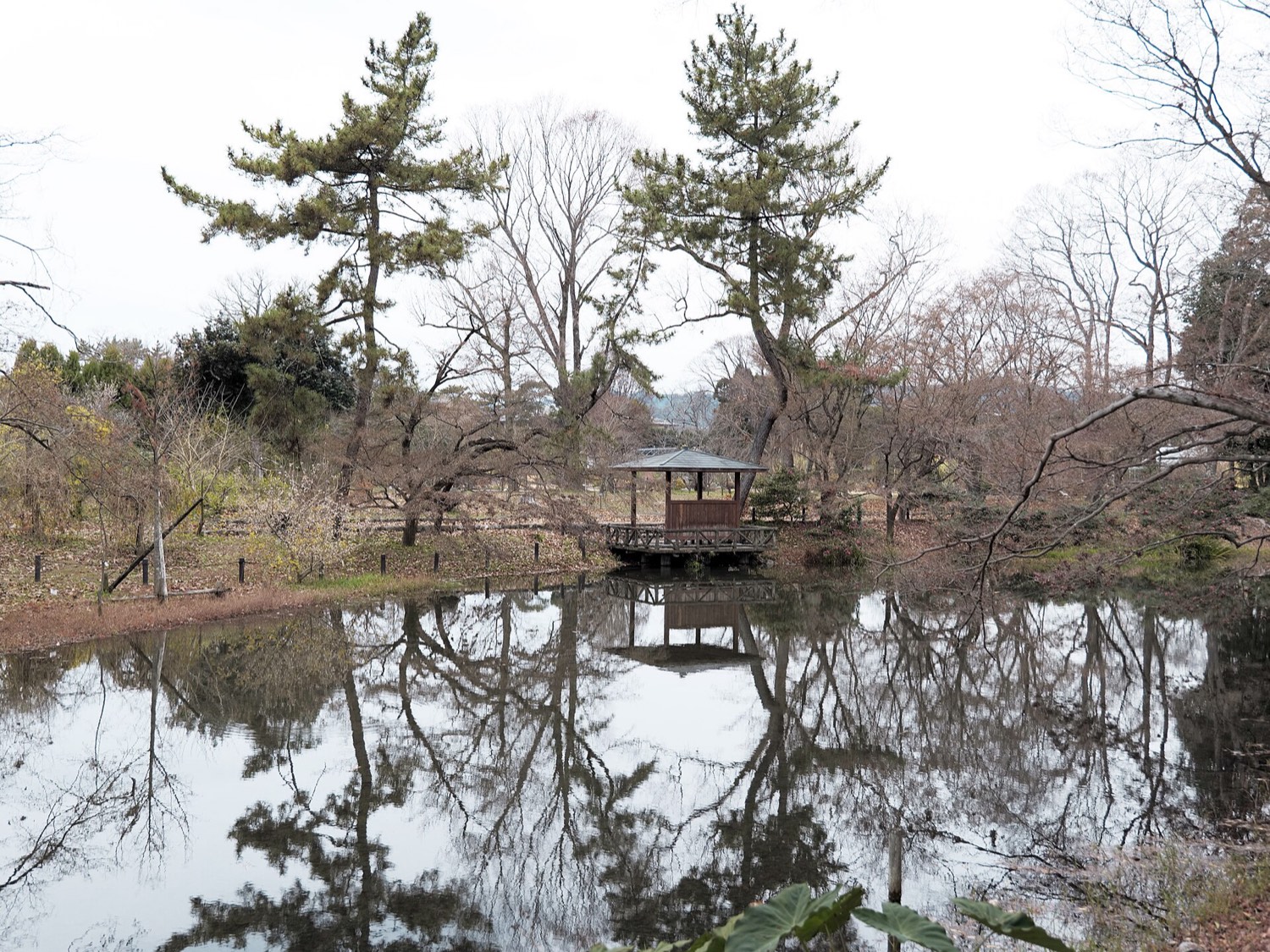 京都府立植物園 園内