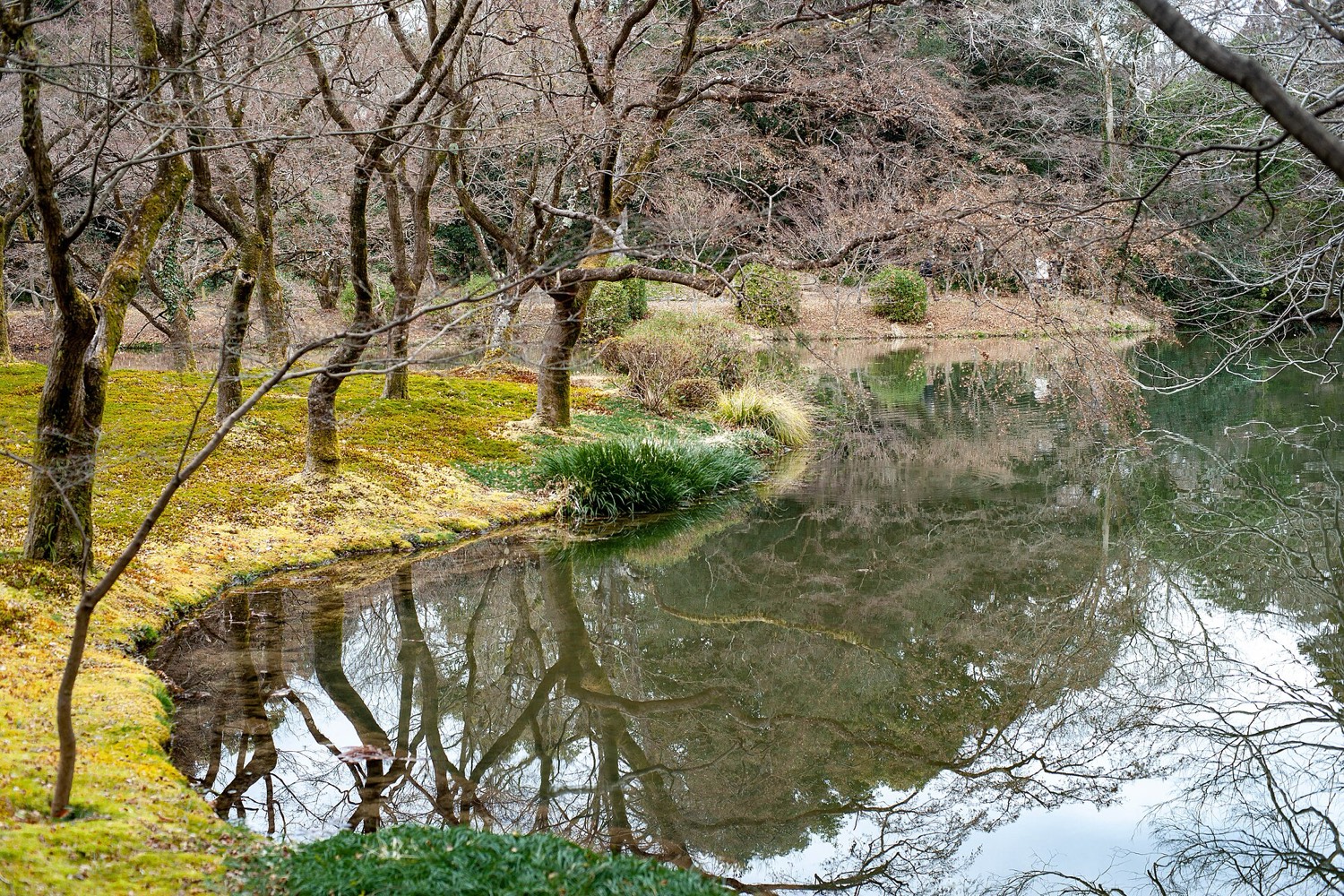 京都府立植物園 園内の水辺