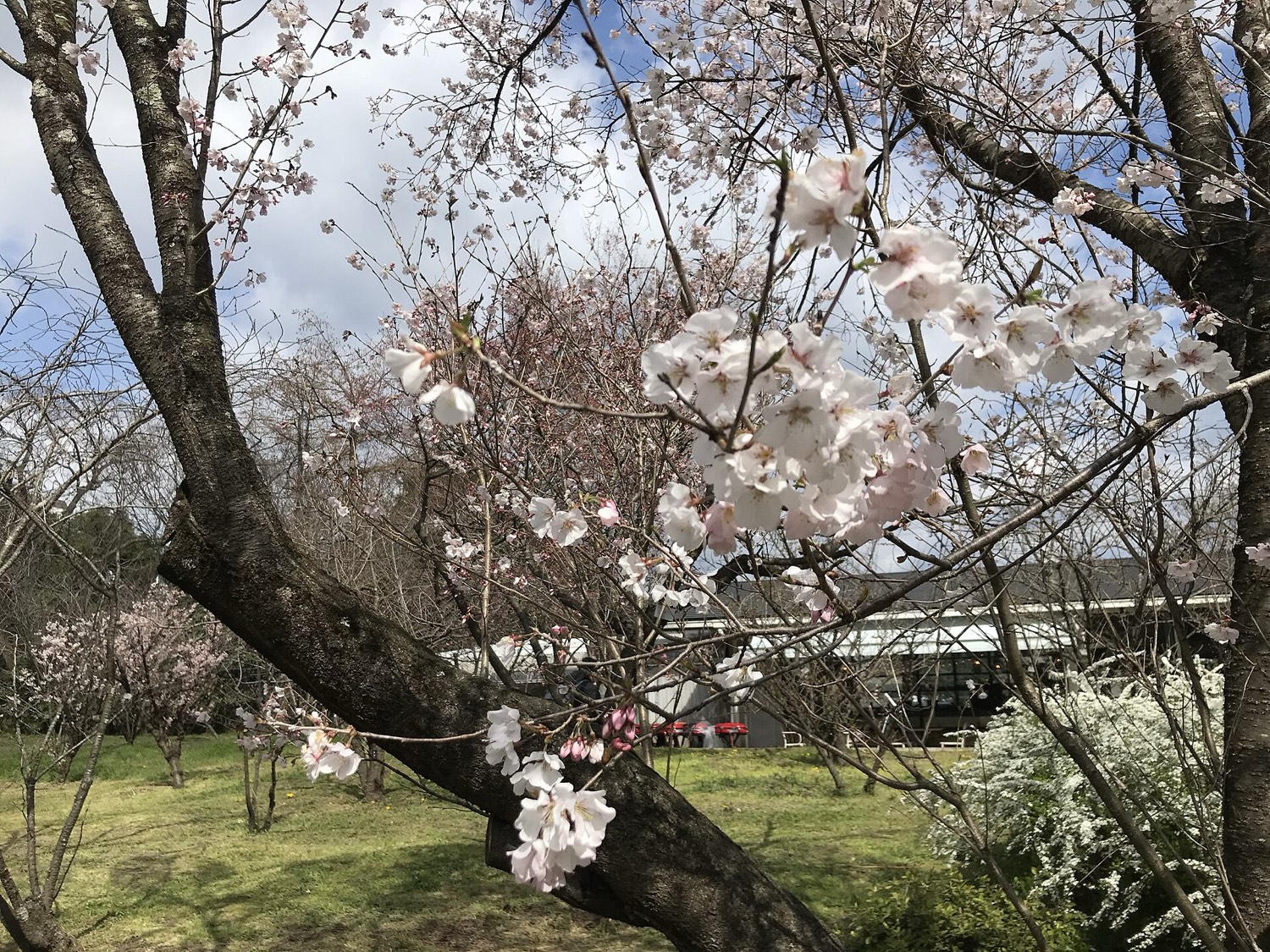 京都府立植物園 桜