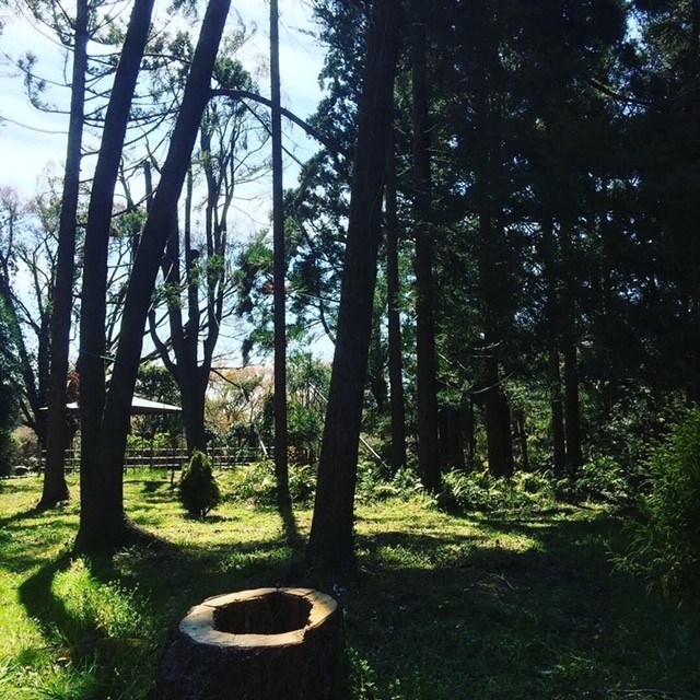 京都府立植物園 園内の樹林